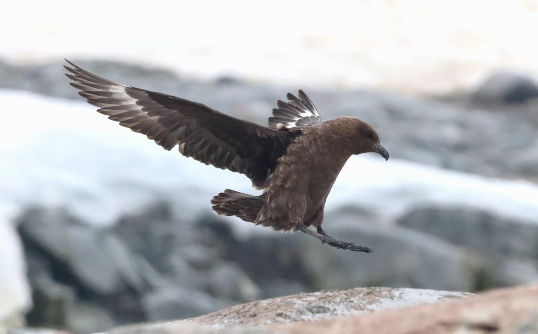 HDS26-26, Day 6, IMG_7763 © Unknown photographer - Oceanwide Expeditions.JPG