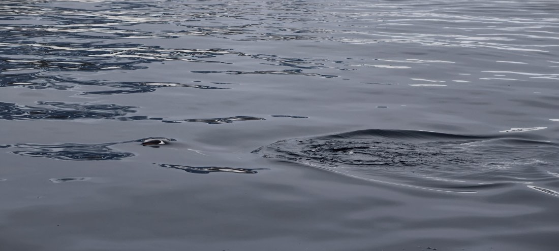 HDS26-26, Day 4, IMG_20260111_100242 © Unknown photographer - Oceanwide Expeditions.jpg