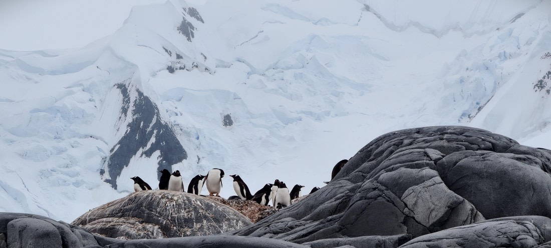 HDS26-26, Day 4, IMG_20260111_101328 © Unknown photographer - Oceanwide Expeditions.jpg