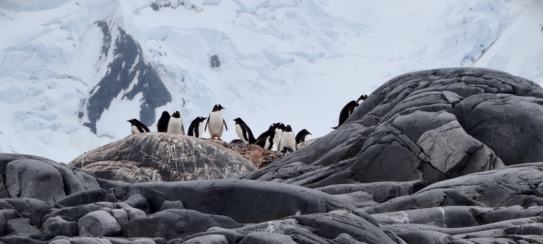 HDS26-26, Day 4, IMG_20260111_101334 © Unknown photographer - Oceanwide Expeditions.jpg