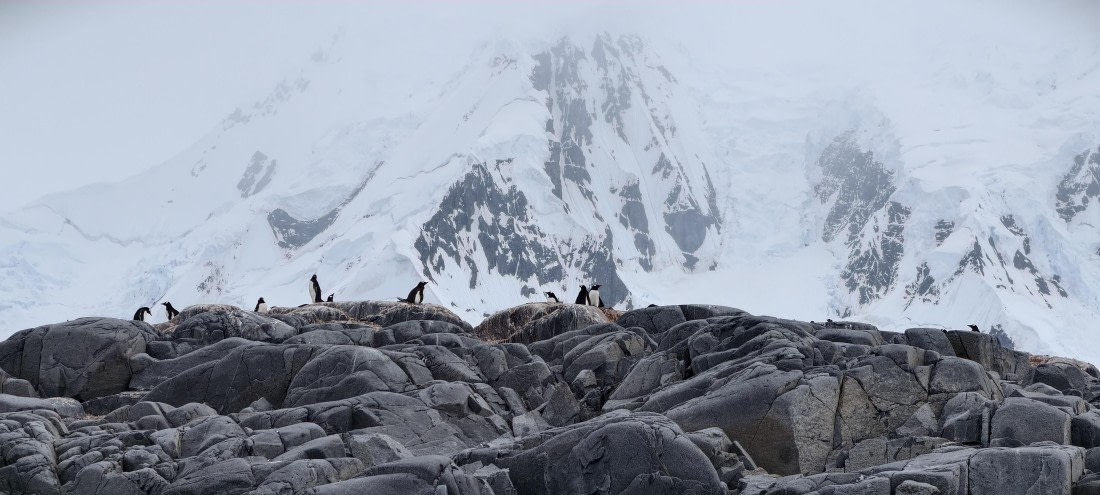 HDS26-26, Day 4, IMG_20260111_101455 © Unknown photographer - Oceanwide Expeditions.jpg