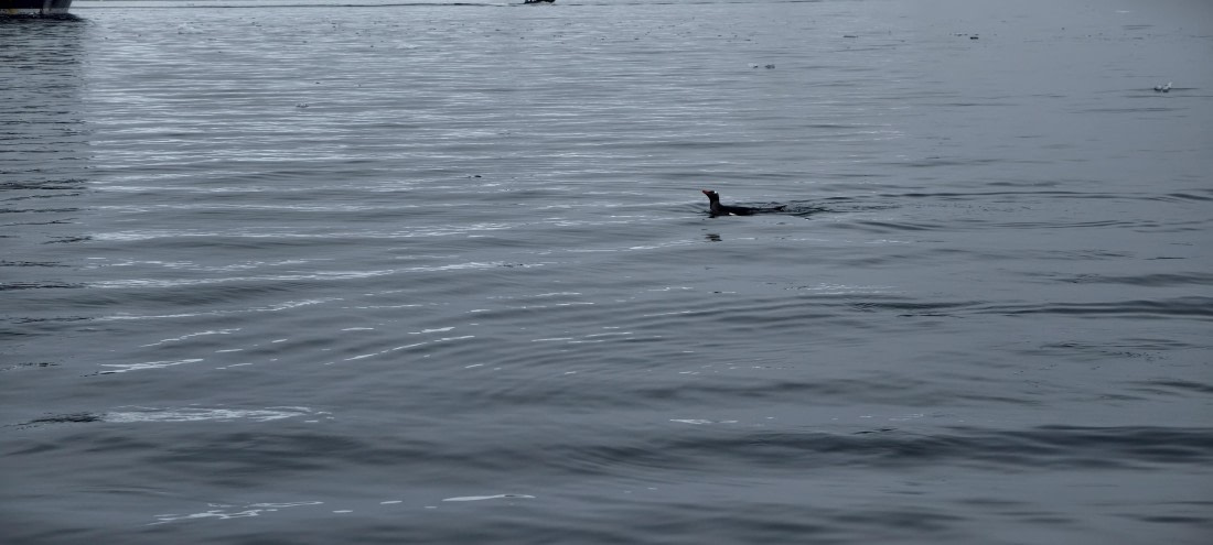 HDS26-26, Day 4, IMG_20260111_104240 © Unknown photographer - Oceanwide Expeditions.jpg