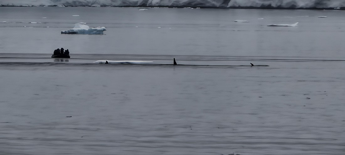 HDS26-26, Day 4, IMG_20260111_114935 © Unknown photographer - Oceanwide Expeditions.jpg