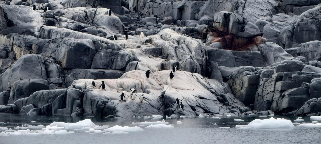 HDS26-26, Day 4, IMG_20260111_143549 © Unknown photographer - Oceanwide Expeditions.jpg