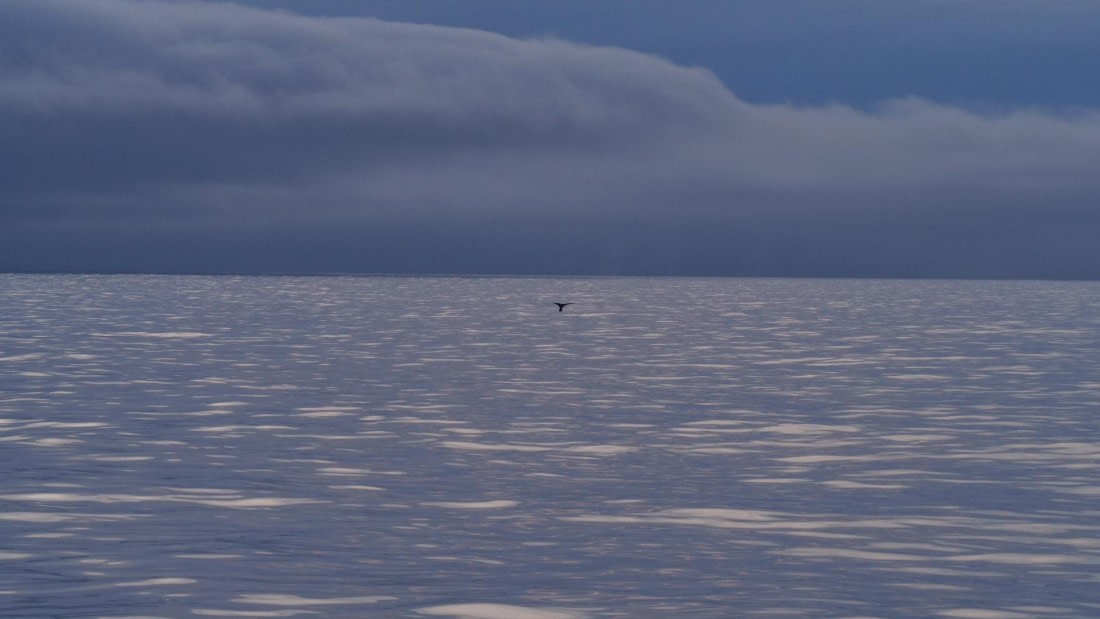 HDS26-26, Day 4, PLUX4405 © Jade Heister - Oceanwide Expeditions.JPG