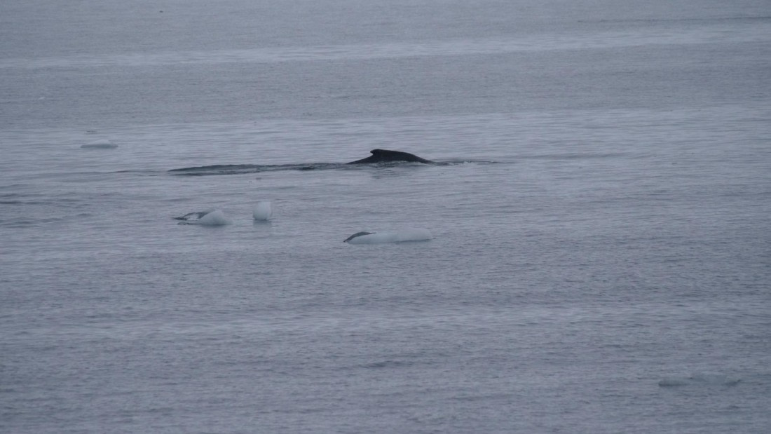 HDS26-26, Day 4, PLUX4989 © Jade Heister - Oceanwide Expeditions.JPG