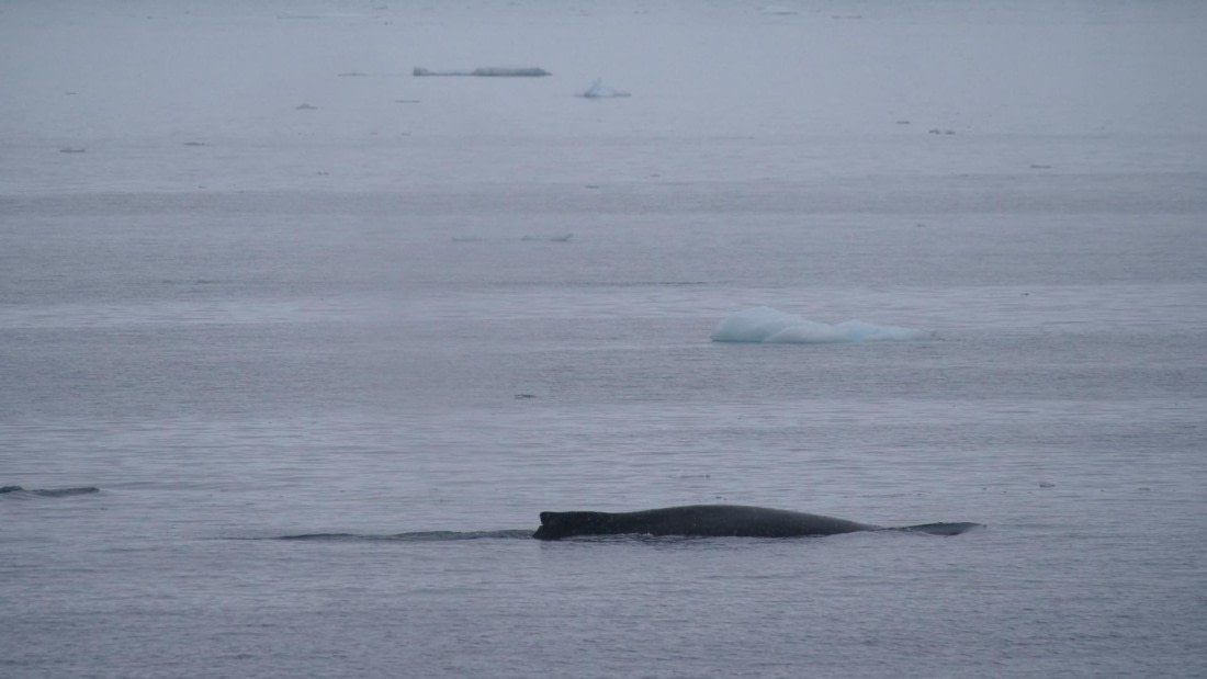 HDS26-26, Day 4, PLUX5011 © Jade Heister - Oceanwide Expeditions.JPG