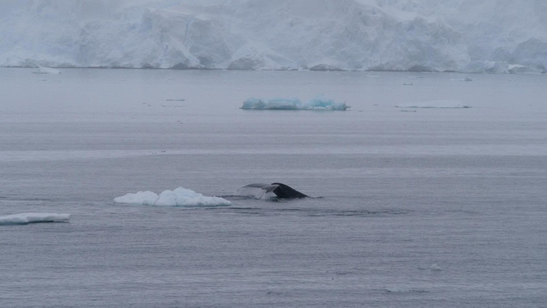 HDS26-26, Day 4, PLUX5156 © Jade Heister - Oceanwide Expeditions.JPG