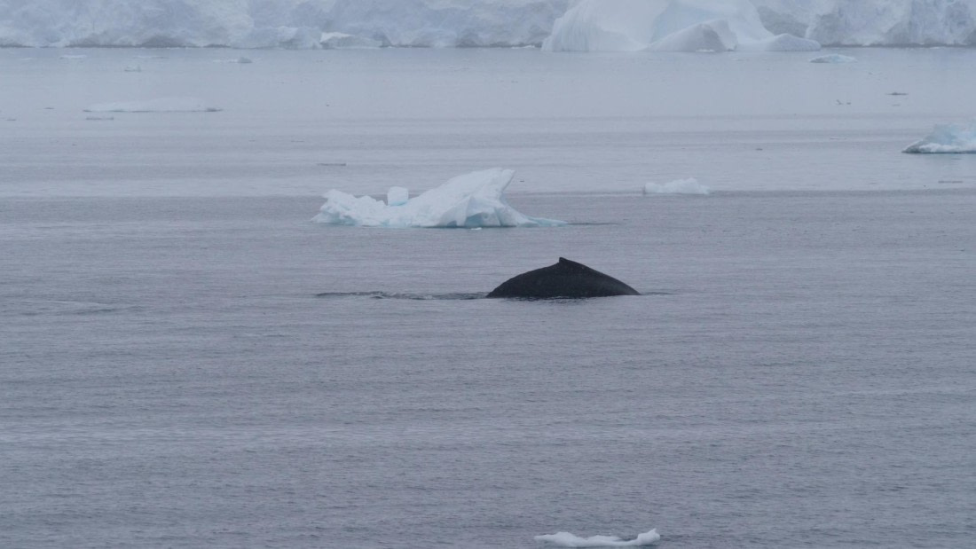 HDS26-26, Day 4, PLUX5181 © Jade Heister - Oceanwide Expeditions.JPG