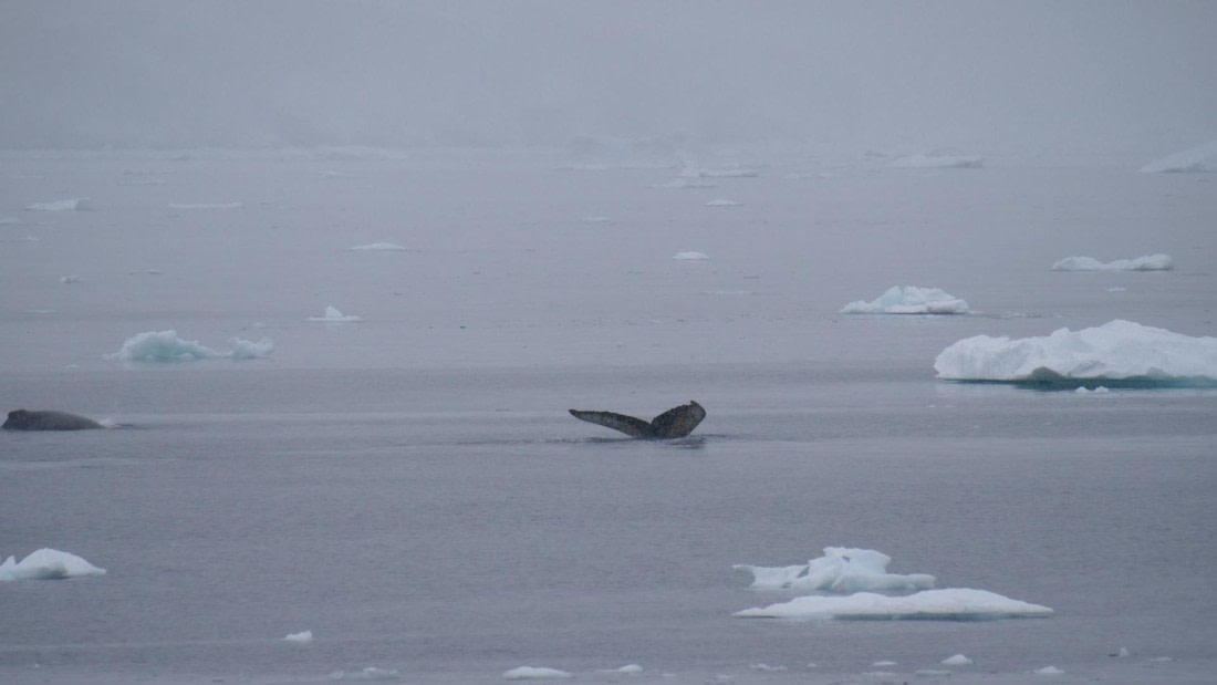 HDS26-26, Day 4, PLUX5289 © Jade Heister - Oceanwide Expeditions.JPG