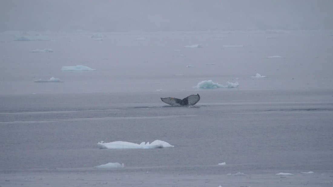 HDS26-26, Day 4, PLUX5323 © Jade Heister - Oceanwide Expeditions.JPG