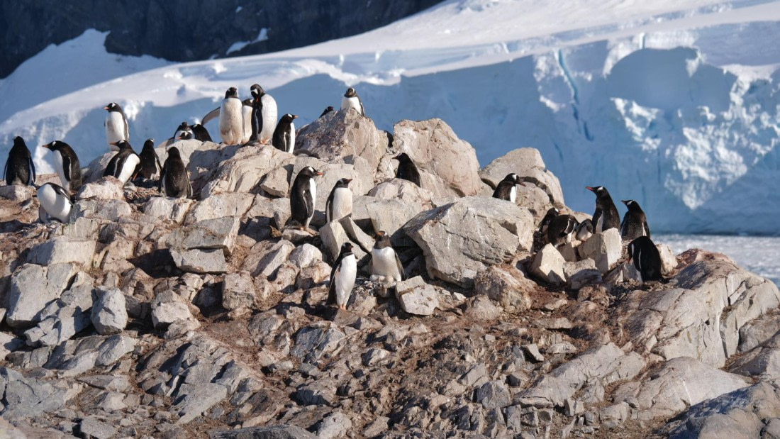 HDS26-26, Day 4, PLUX5337 © Jade Heister - Oceanwide Expeditions.JPG