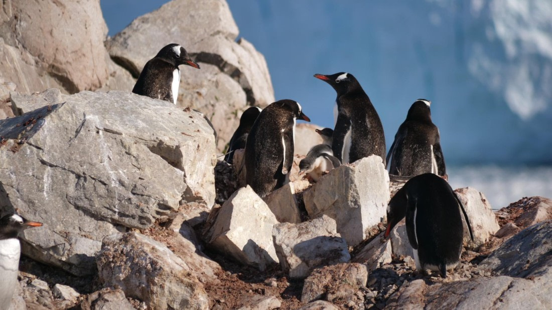 HDS26-26, Day 4, PLUX5343 © Jade Heister - Oceanwide Expeditions.JPG