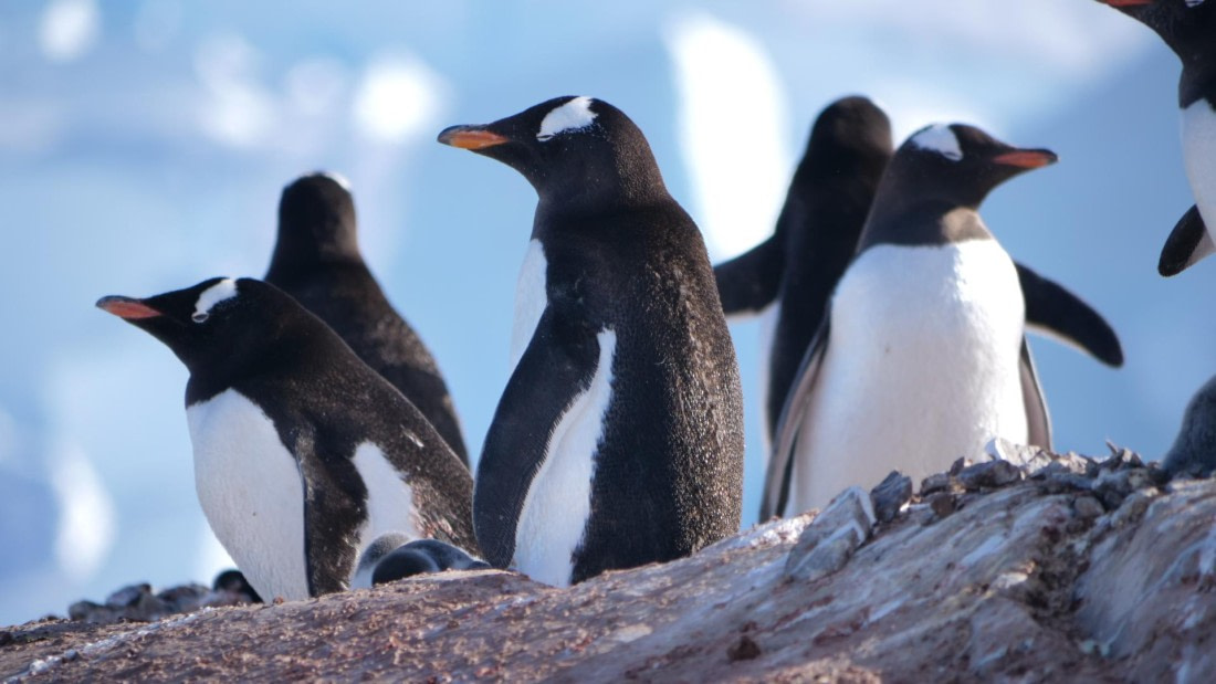 HDS26-26, Day 4, PLUX5390 © Jade Heister - Oceanwide Expeditions.JPG