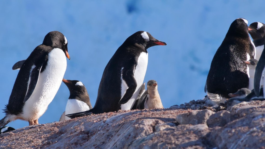 HDS26-26, Day 4, PLUX5400 © Jade Heister - Oceanwide Expeditions.JPG