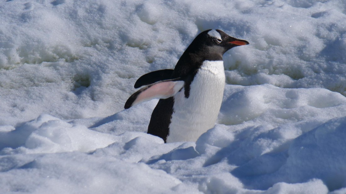 HDS26-26, Day 4, PLUX5424 © Jade Heister - Oceanwide Expeditions.JPG