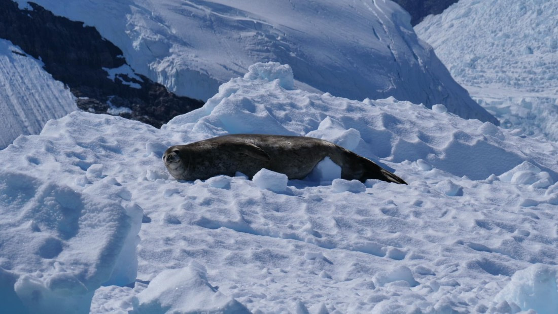 HDS26-26, Day 4, PLUX5548 © Jade Heister - Oceanwide Expeditions.JPG