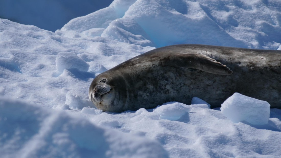 HDS26-26, Day 4, PLUX5601 © Jade Heister - Oceanwide Expeditions.JPG