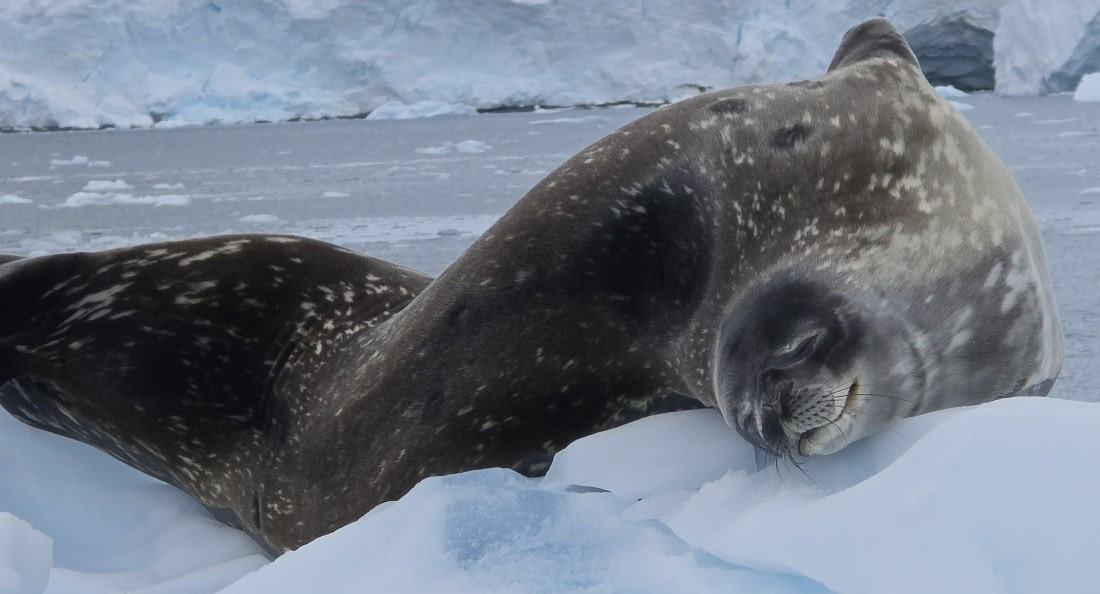 HDS26-26, Day 5, 20260112_154114 © Unknown photographer - Oceanwide Expeditions.jpg