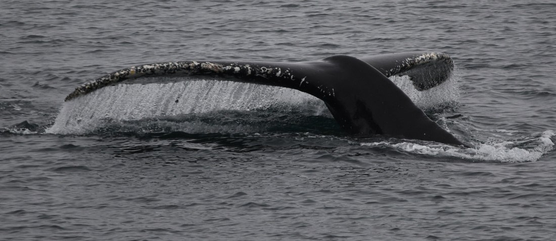 HDS26-26, Day 5, HB fluking © Unknown photographer - Oceanwide Expeditions.JPG