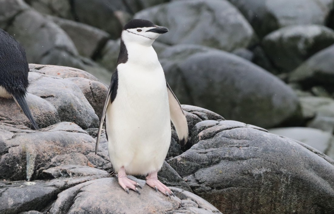 HDS26-26, Day 5, IMG_7414 © Unknown photographer - Oceanwide Expeditions.JPG