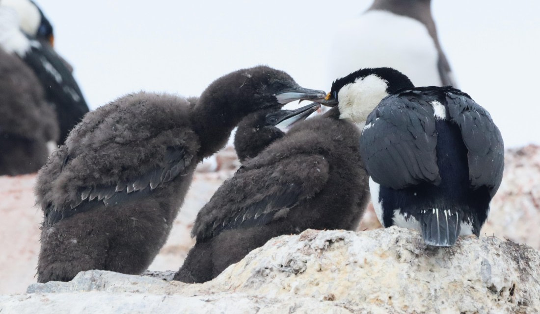HDS26-26, Day 5, IMG_7425 © Unknown photographer - Oceanwide Expeditions.JPG