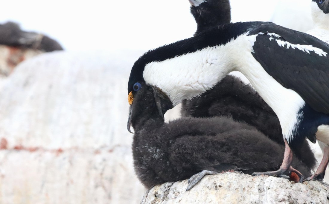 HDS26-26, Day 5, IMG_7444 © Unknown photographer - Oceanwide Expeditions.JPG