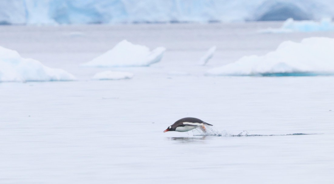 HDS26-26, Day 5, IMG_7496 © Unknown photographer - Oceanwide Expeditions.JPG