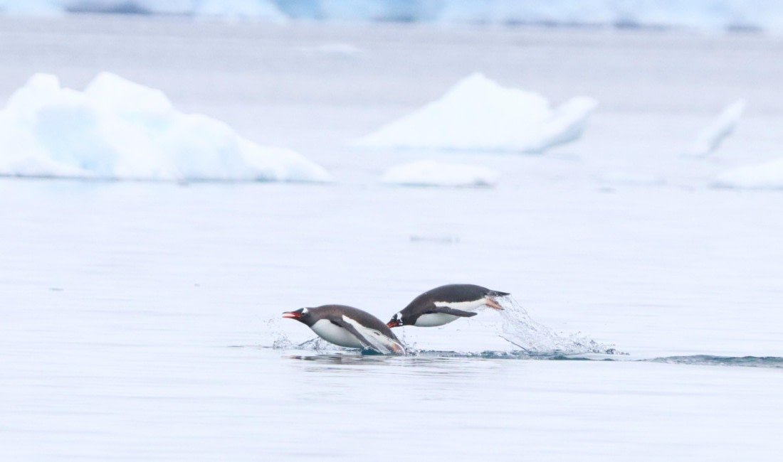 HDS26-26, Day 5, IMG_7498 © Unknown photographer - Oceanwide Expeditions.JPG