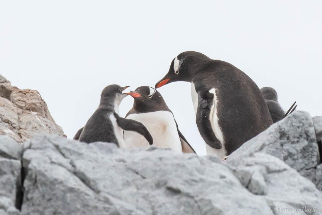HDS26-26, Day 6, _DSC9032 © Hana Spickova - Oceanwide Expeditions.jpg