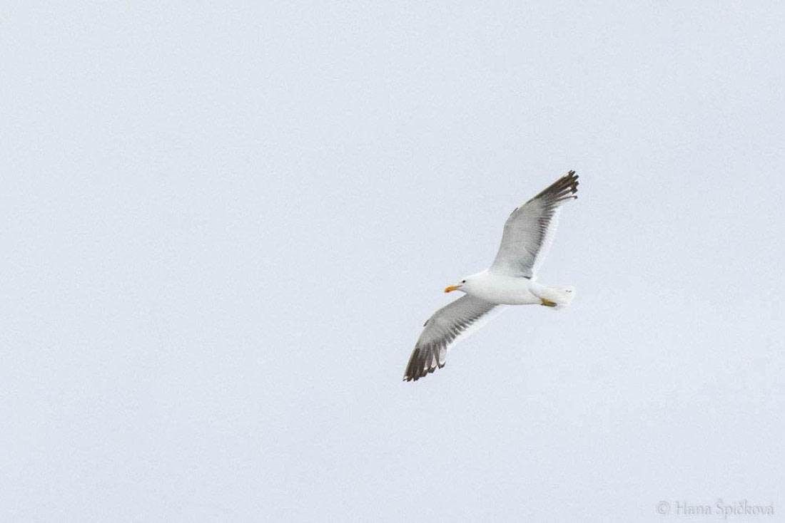 HDS26-26, Day 6, _DSC9054 © Hana Spickova - Oceanwide Expeditions.jpg