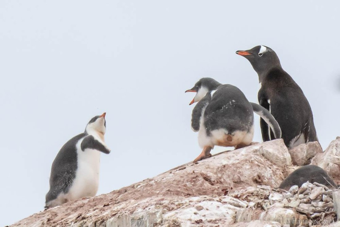 HDS26-26, Day 6, _DSC9059 © Hana Spickova - Oceanwide Expeditions.jpg