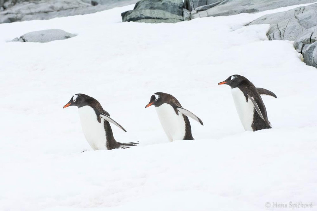HDS26-26, Day 6, _DSC9067 © Hana Spickova - Oceanwide Expeditions.jpg