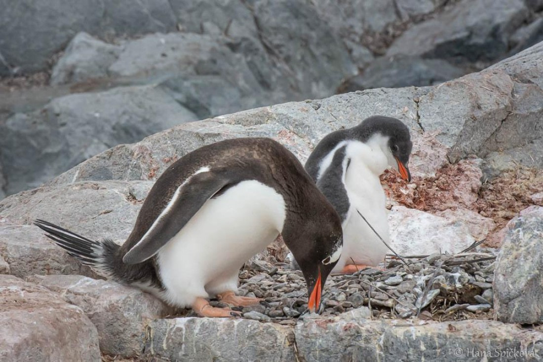HDS26-26, Day 6, _DSC9072 © Hana Spickova - Oceanwide Expeditions.jpg