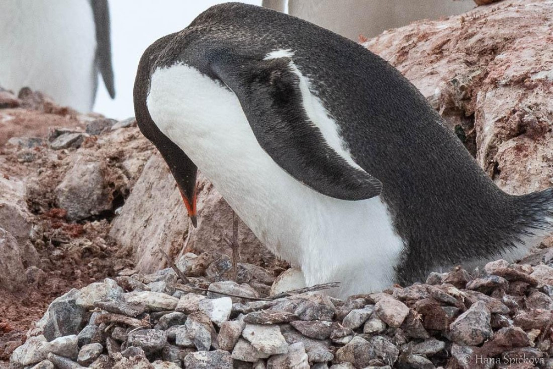 HDS26-26, Day 6, _DSC9089 © Hana Spickova - Oceanwide Expeditions.jpg