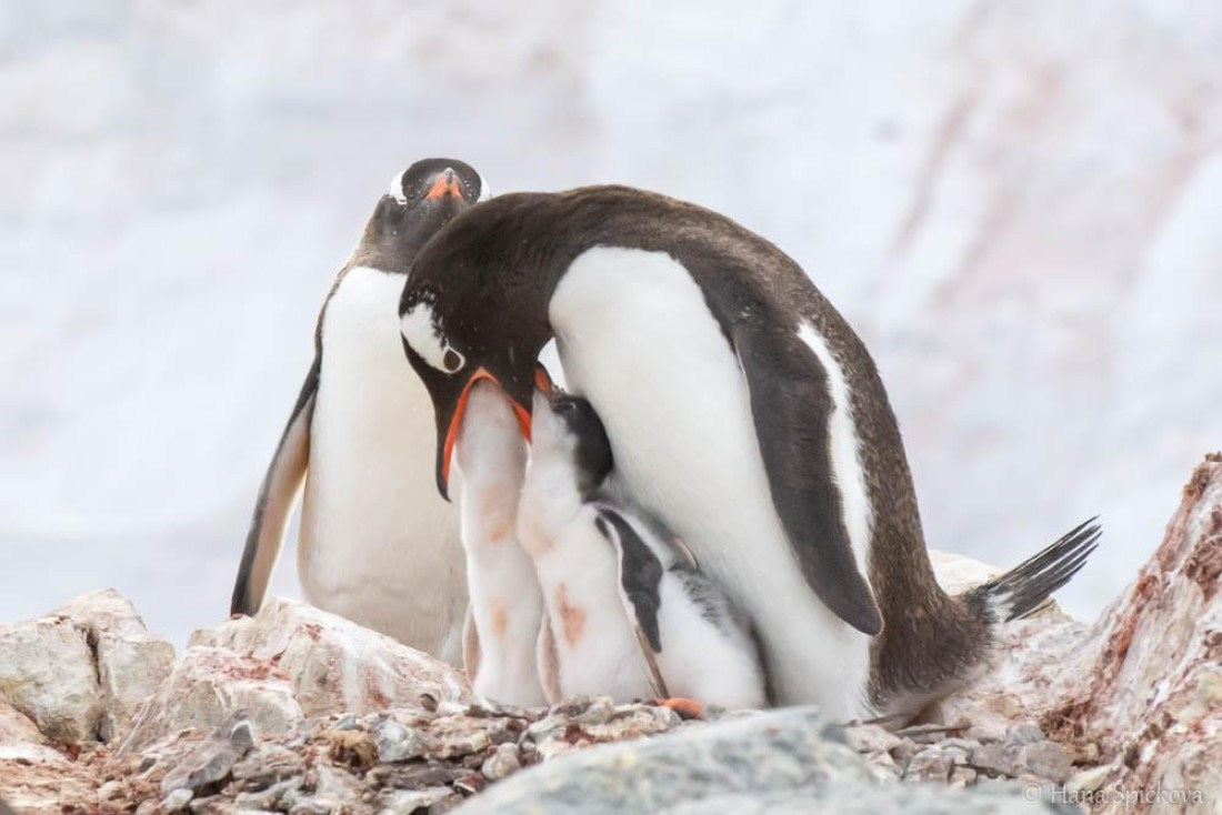 HDS26-26, Day 6, _DSC9092 © Hana Spickova - Oceanwide Expeditions.jpg