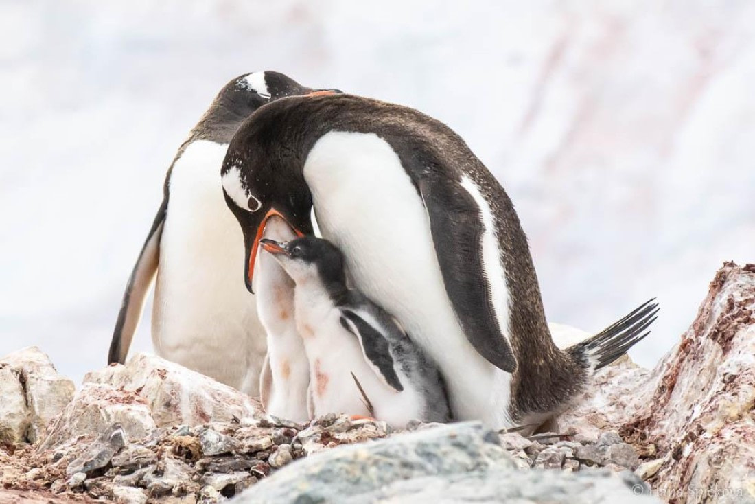 HDS26-26, Day 6, _DSC9093 © Hana Spickova - Oceanwide Expeditions.jpg