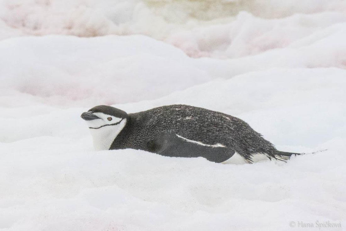 HDS26-26, Day 6, _DSC9099 © Hana Spickova - Oceanwide Expeditions.jpg