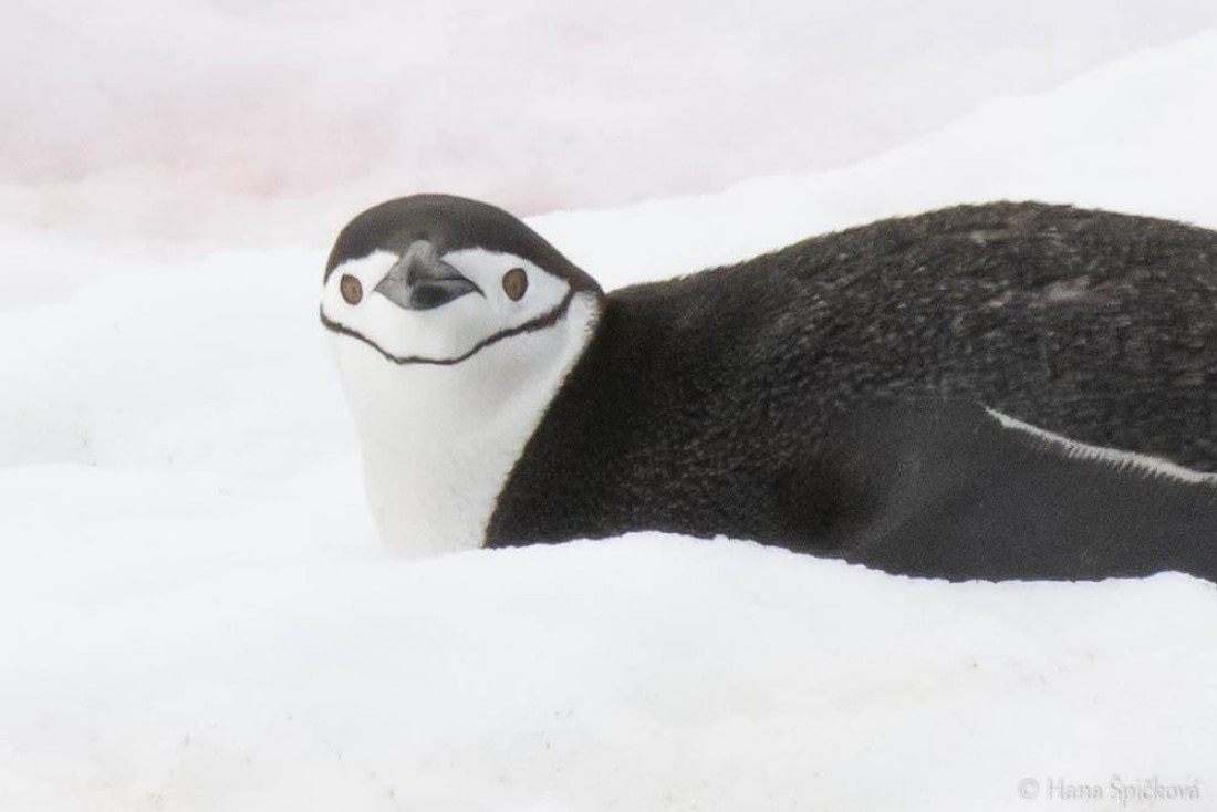 HDS26-26, Day 6, _DSC9100 © Hana Spickova - Oceanwide Expeditions.jpg