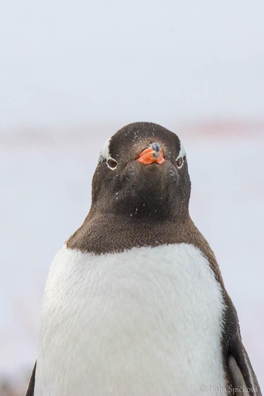 HDS26-26, Day 6, _DSC9102 © Hana Spickova - Oceanwide Expeditions.jpg