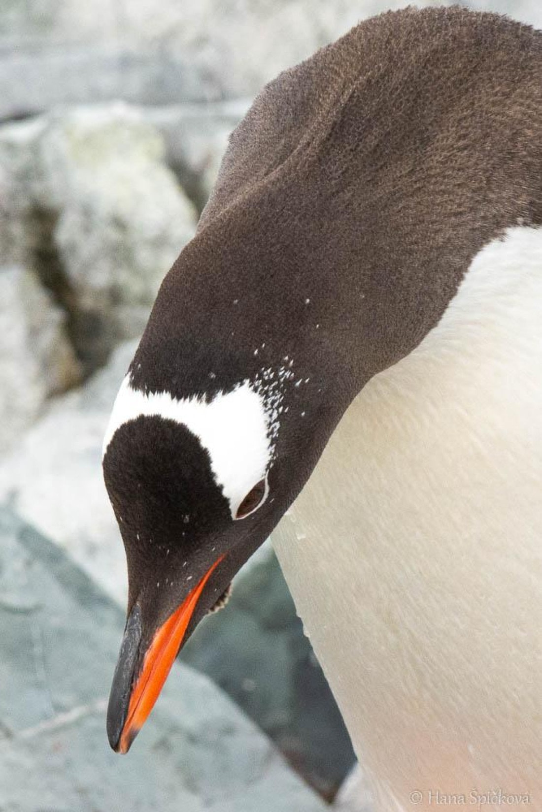 HDS26-26, Day 6, _DSC9107 © Hana Spickova - Oceanwide Expeditions.jpg