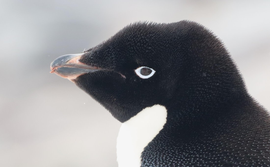 HDS26-26, Day 6, IMG_7562 © Unknown photographer - Oceanwide Expeditions.JPG