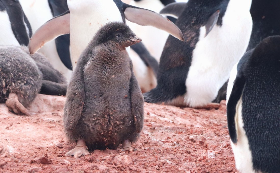 HDS26-26, Day 6, IMG_7731 © Unknown photographer - Oceanwide Expeditions.JPG