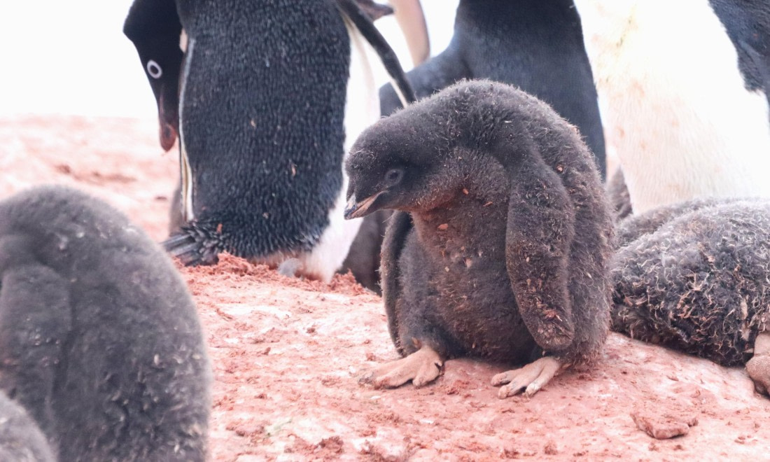 HDS26-26, Day 6, IMG_7737 © Unknown photographer - Oceanwide Expeditions.JPG