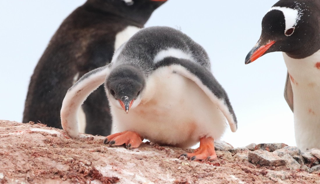 HDS26-26, Day 6, IMG_7746 © Unknown photographer - Oceanwide Expeditions.JPG