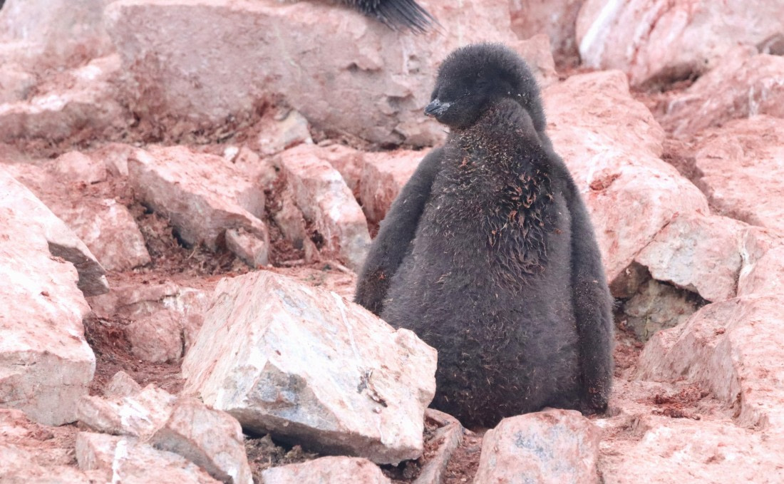 HDS26-26, Day 6, IMG_7749 © Unknown photographer - Oceanwide Expeditions.JPG