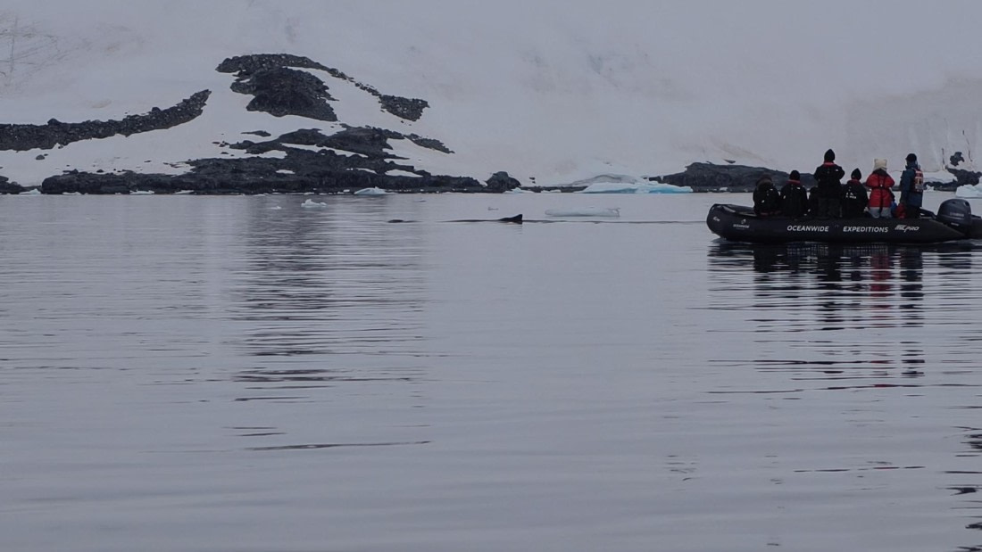 HDS26-26, Day 6, IMG_20260113_113044 © Unknown photographer - Oceanwide Expeditions.jpg