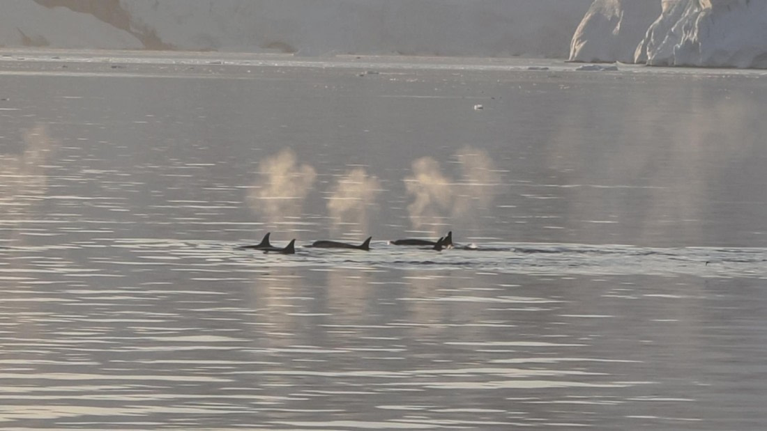 HDS26-26, Day 6, IMG_20260113_213952 © Unknown photographer - Oceanwide Expeditions.jpg