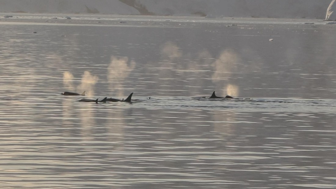 HDS26-26, Day 6, IMG_20260113_213955 © Unknown photographer - Oceanwide Expeditions.jpg