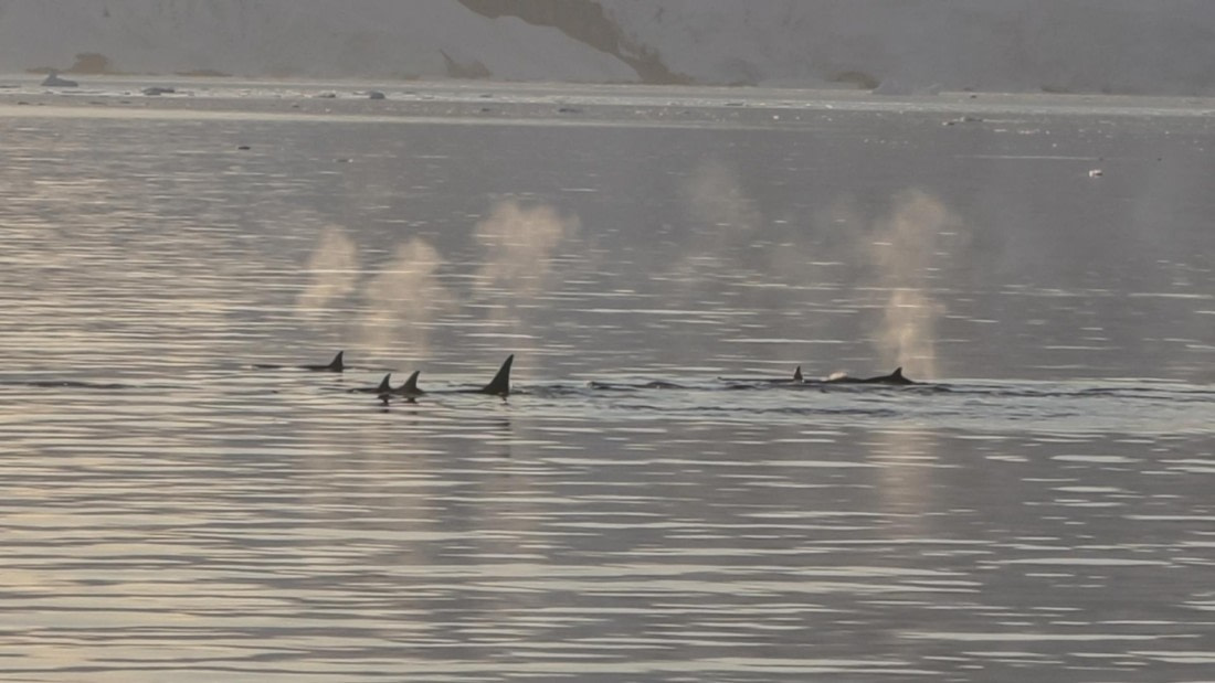 HDS26-26, Day 6, IMG_20260113_213956 © Unknown photographer - Oceanwide Expeditions.jpg